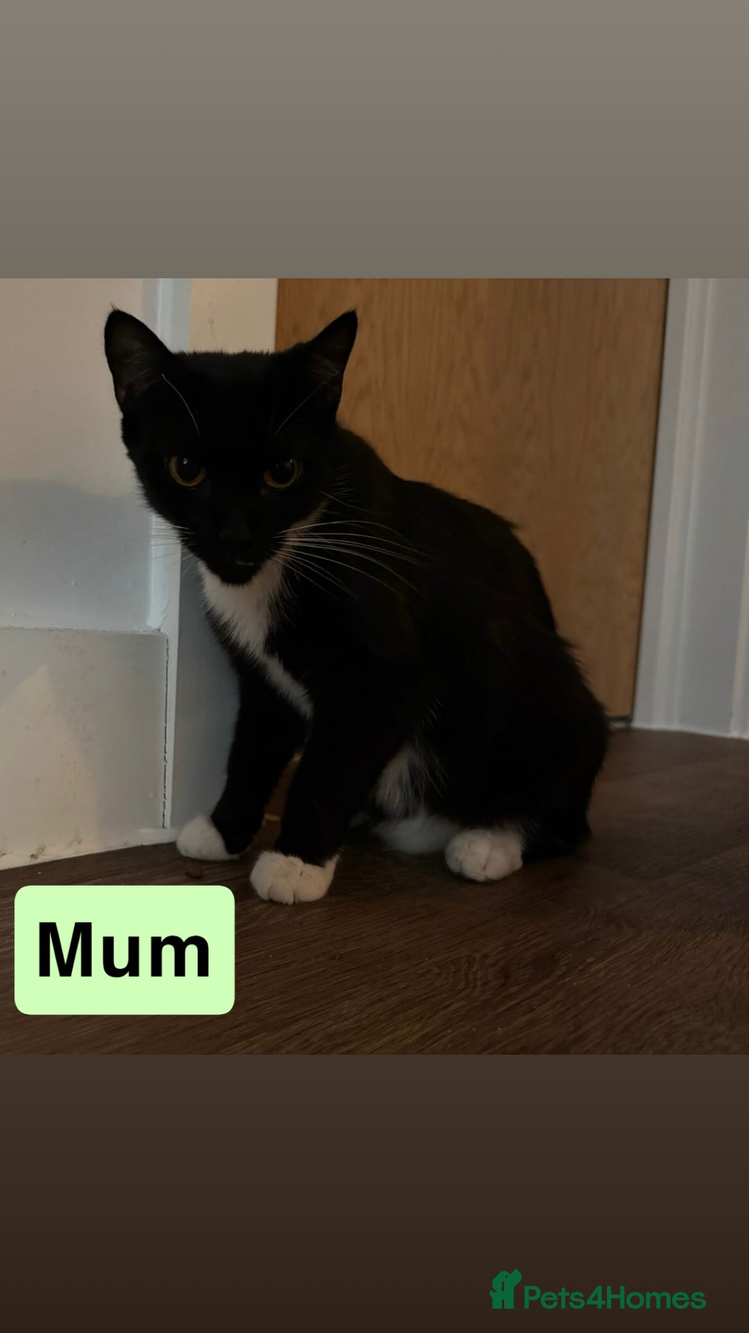 Domestic Shorthair cats for sale: 3 beautiful female Tuxedo Kittens  - Image 11
