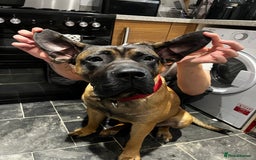 Presa Canario dogs for sale: Looking for a large dog experience handler  - Image 4