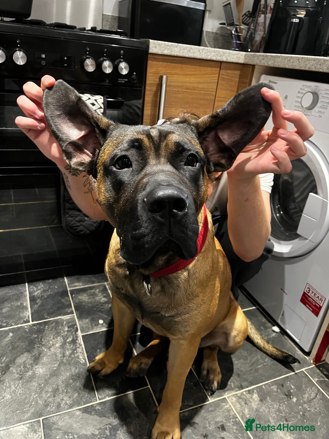 Presa Canario dogs for sale: Looking for a large dog experience handler  - Image 4