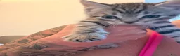 Mixed Breed cats for sale: 5 Beautifl kittens for sale  - Advert 3