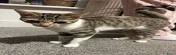 Bengal cats for sale: Beautiful bengal female cat  - Advert 8