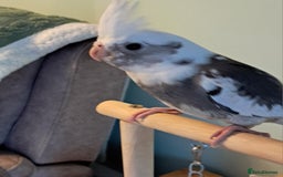 Cockatiels birds for sale: Hand reared baby cocktails very tame and ready  - Image 2