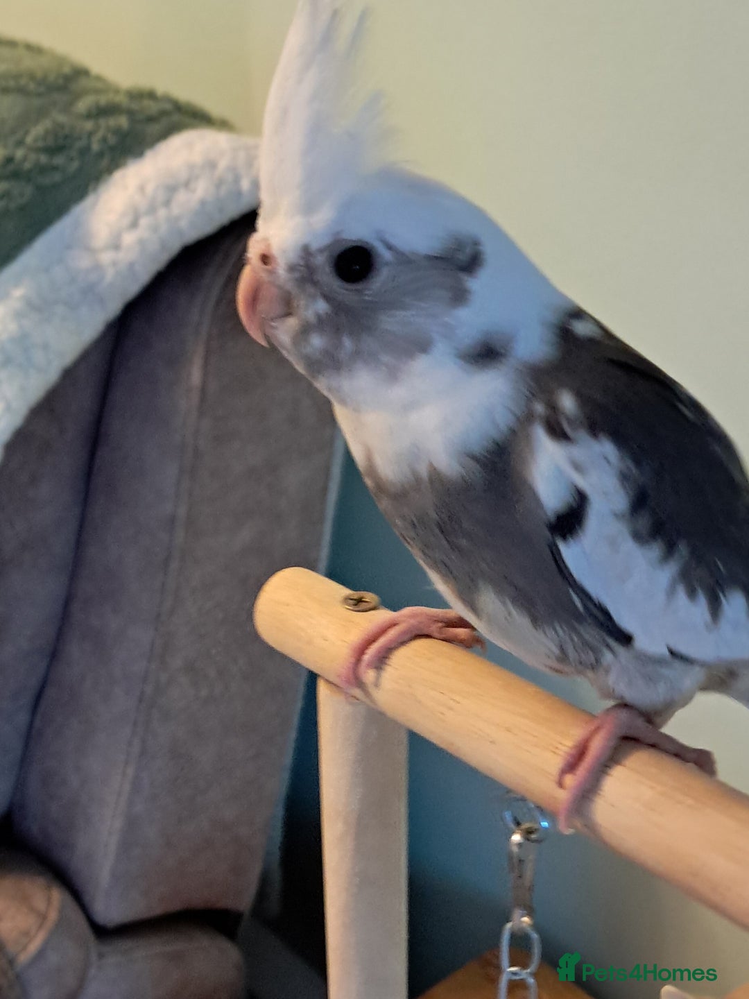 Cockatiels birds for sale: Hand reared baby cocktails very tame and ready  - Image 2