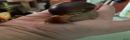 Snails invertebrates for sale: Giant African Land Snails - Advert 4