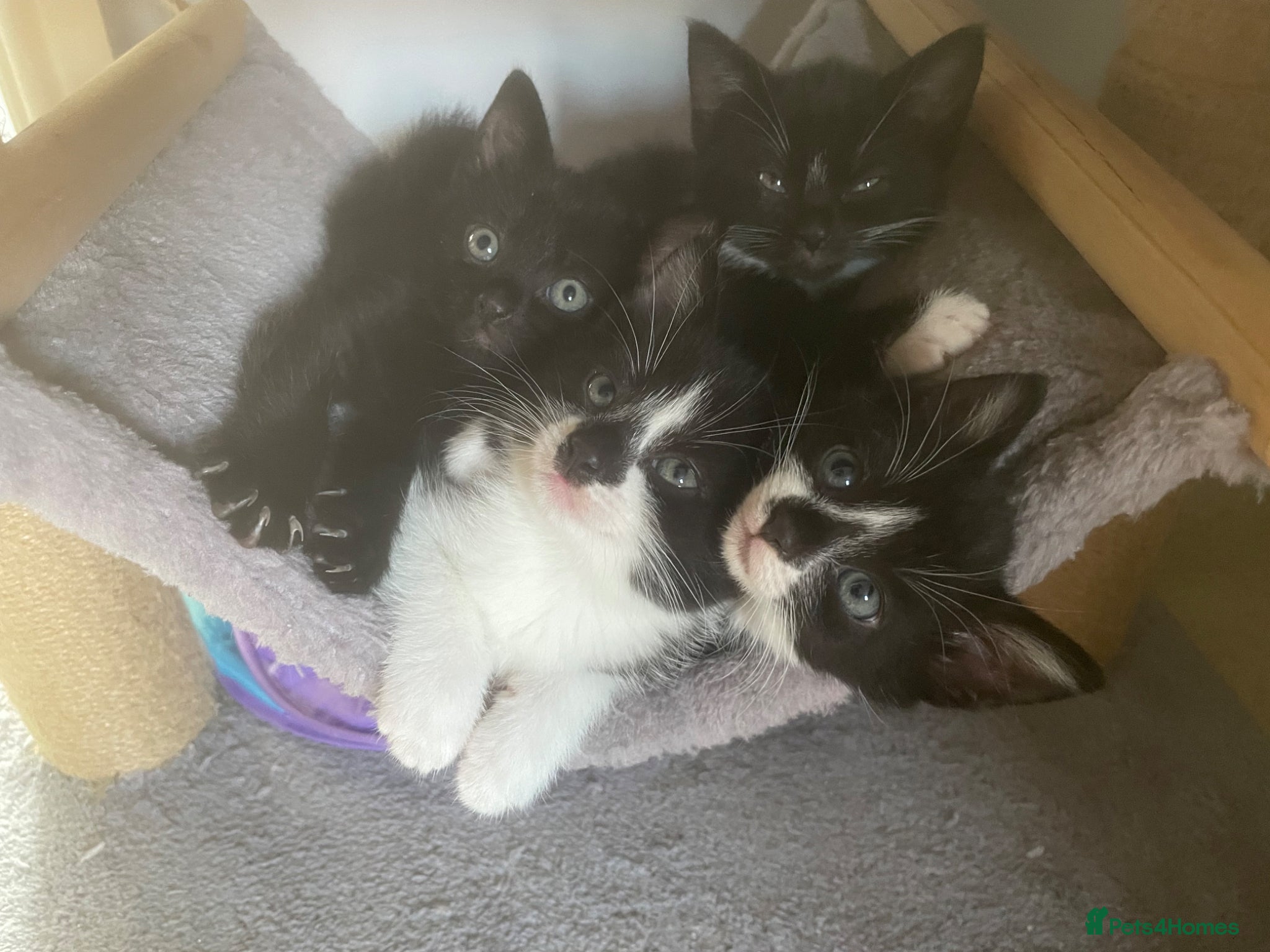 Mixed Breed cats Two beautiful kittens for sale - Advert 1