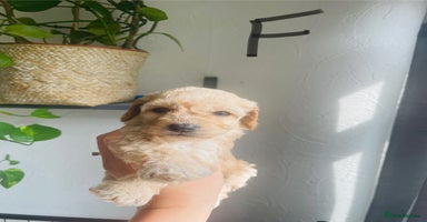 Cockapoo dogs - Advert 11