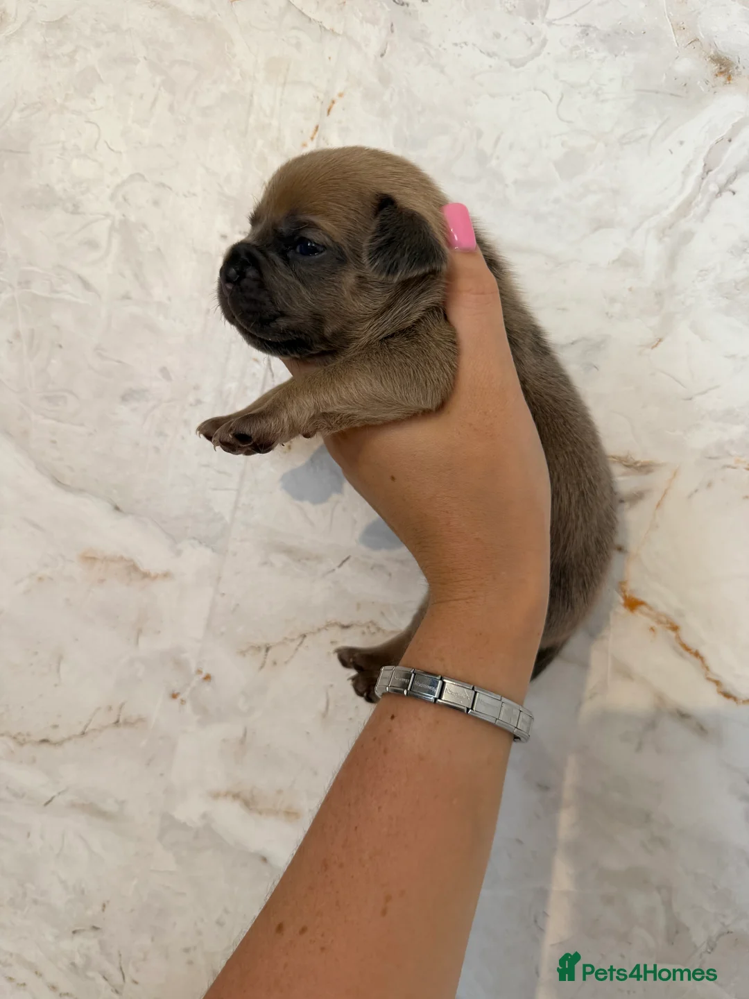 Mixed Breed dogs for sale: French bulldog x Staffordshire bull terrier  - Advert 2