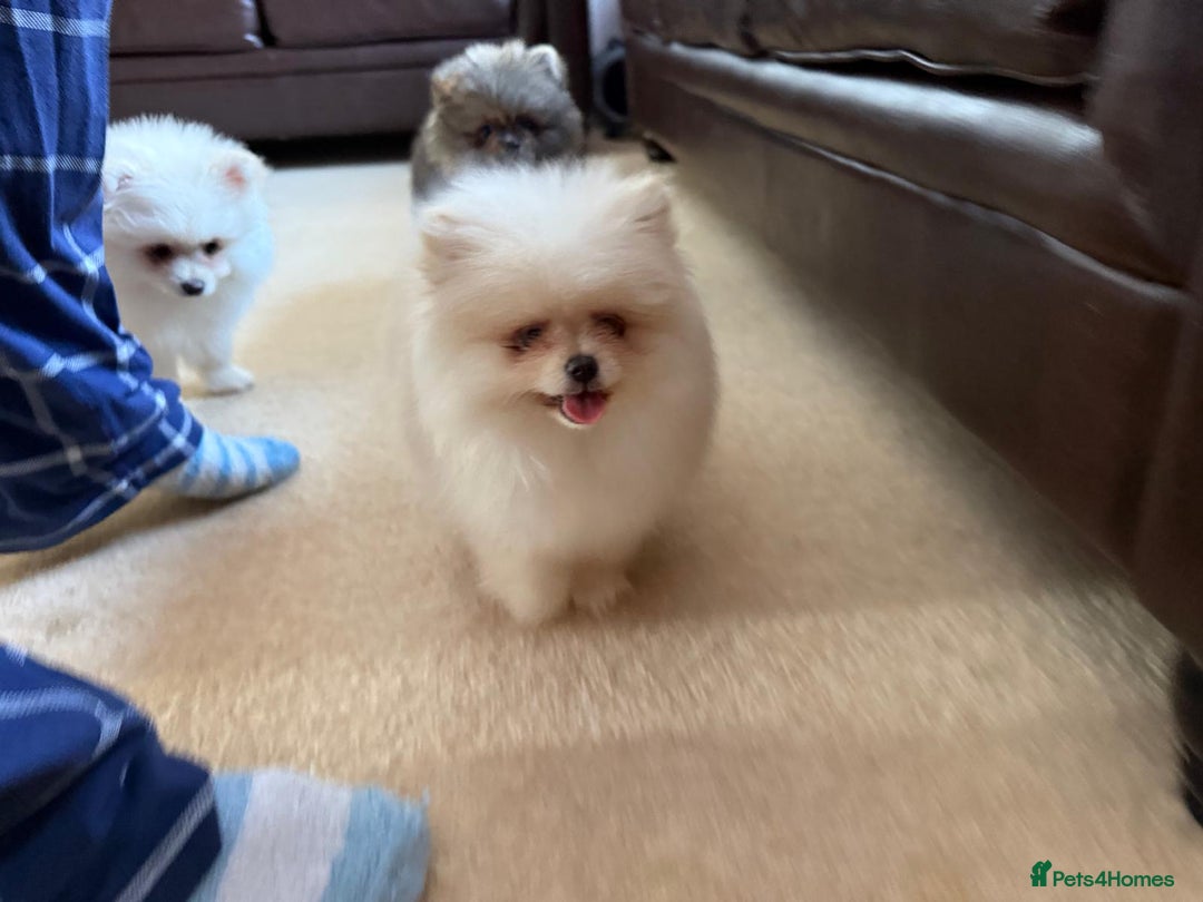 Pomeranian dogs for sale: 10 Week Purebred Pomeranian Champion EU Bloodline  - Advert 11