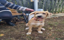 Mixed Breed dogs for adoption: MEET LOLA - Image 3