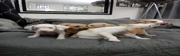 Mixed Breed dogs for sale: Beagle x staffy puppies 8 weeks in Rowley Regis - Advert 4