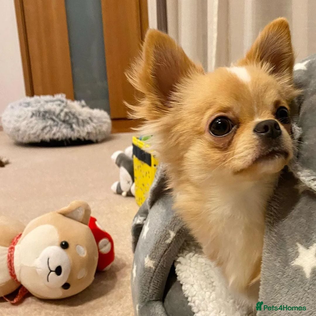 Chihuahua dogs for sale: Beautiful Puppy Bella Looking for a Loving Home - Image 4