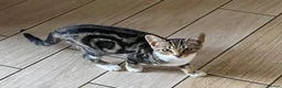 Mixed Breed cats for sale: Kittens  - Advert 2