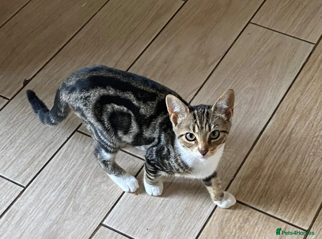 Mixed Breed cats for sale: Kittens  - Advert 2