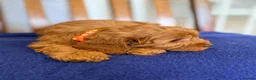 Cavapoo dogs for sale: Extensively health tested Toy F1 Cavapoo puppies - Advert 5
