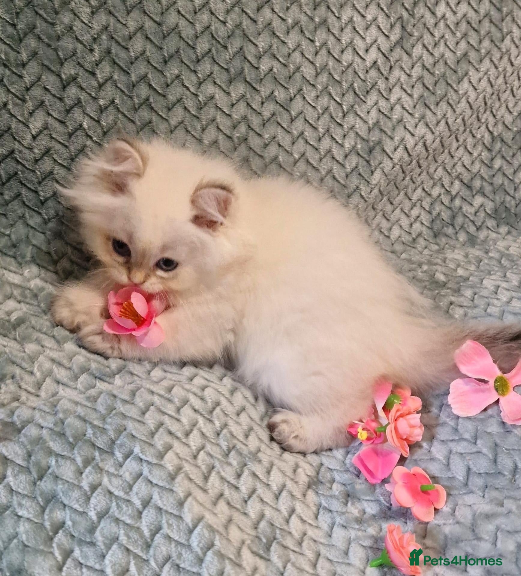 British Shorthair cats for sale: 💖TICA GOLDEN / GOLDEN POINT BSH & BLH KITTENS💖 - Advert 2