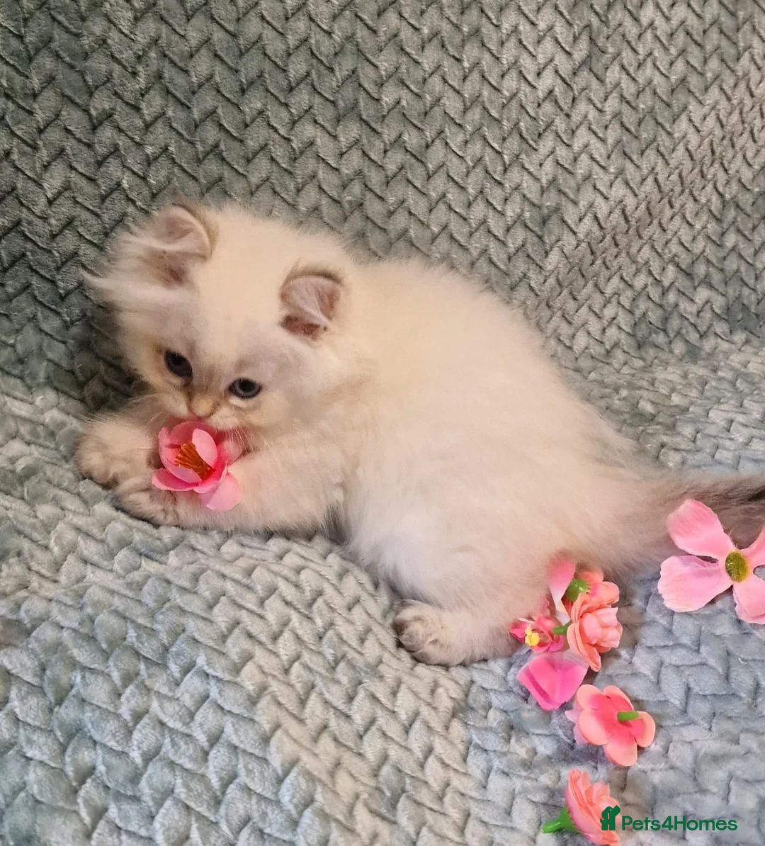 British Shorthair cats for sale: 💖TICA GOLDEN / GOLDEN POINT BSH & BLH KITTENS💖 - Advert 2