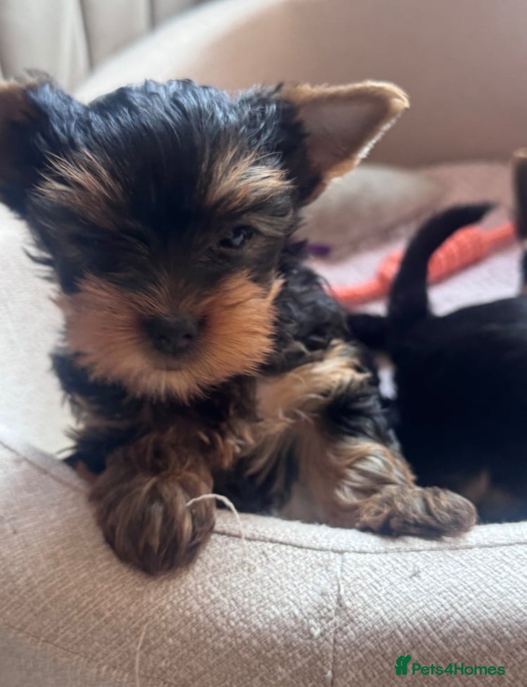Yorkshire Terrier dogs for sale: KC litter Yorkie puppies  - Image 2