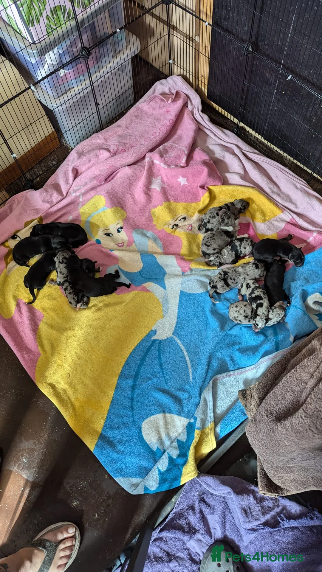 Border Collie dogs for stud: *proven* health tested working merle border collie in Leeds - Advert 30