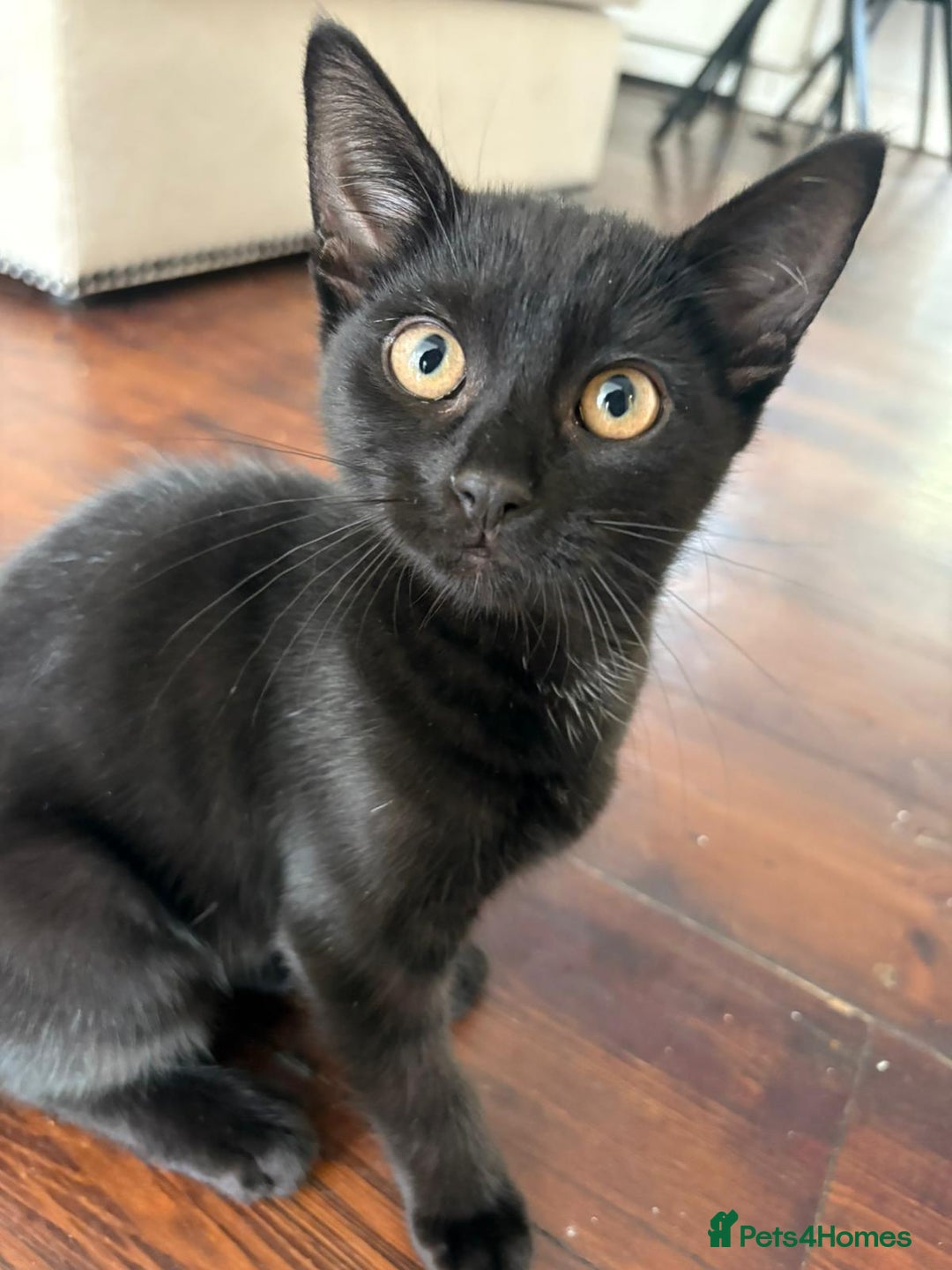 Mixed Breed cats for sale: 3 kittens.. two boys one girl free.. - Image 2