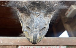 Emus poultry for sale: 3 year old female emu - Image 3
