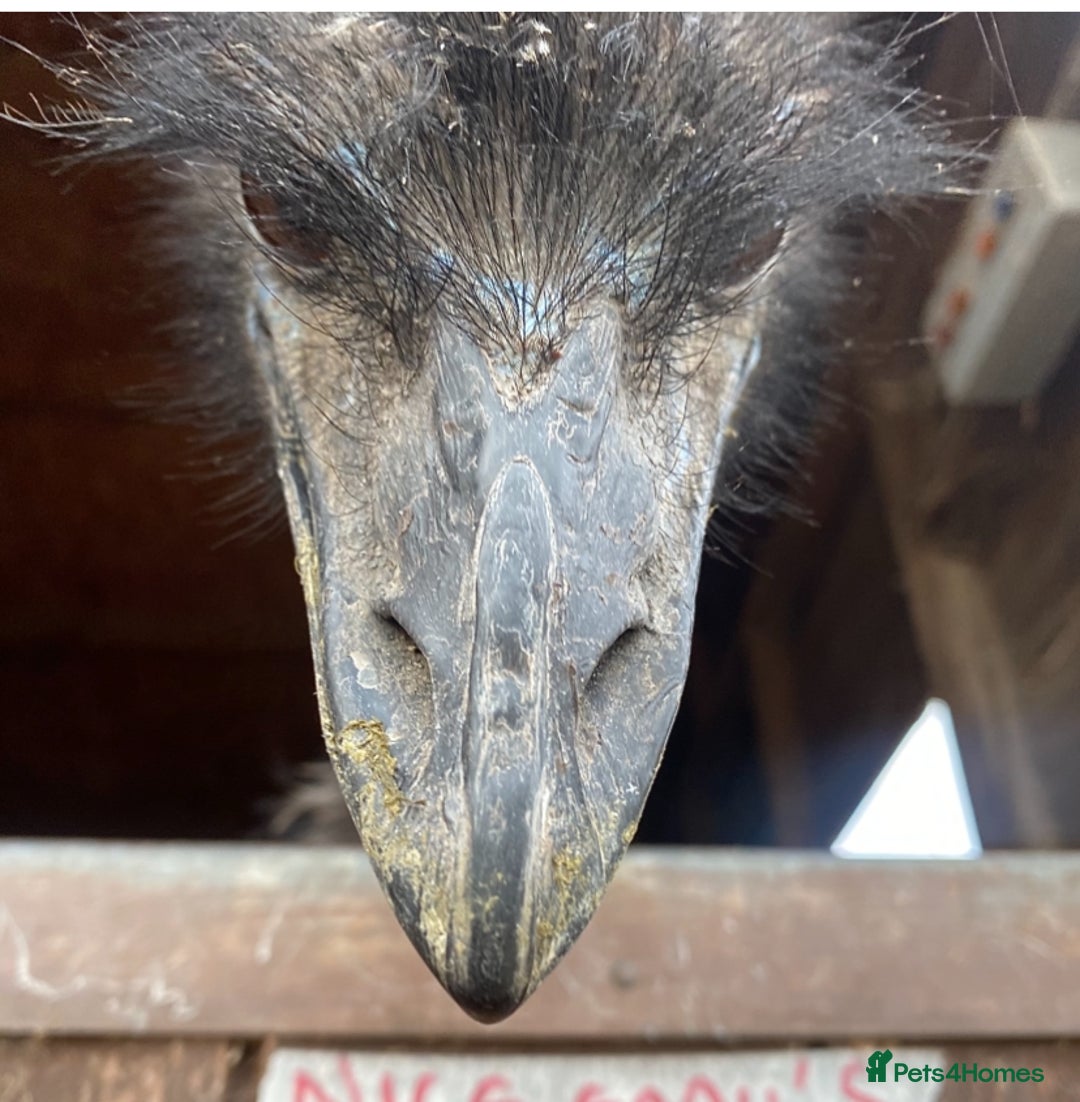 Emus poultry for sale: 3 year old female emu - Image 3