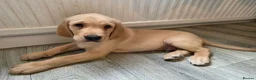 Goldador dogs for sale: Adorable Goldadors waiting for new homes !! - Advert 19