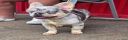 French Bulldog dogs for sale: French bulldog  - Advert 2