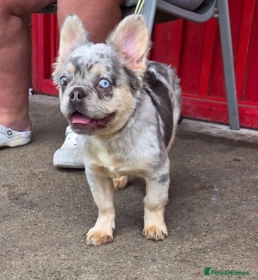 French Bulldog dogs for sale: French bulldog  - Advert 2