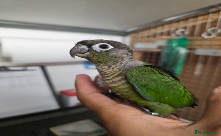 Conures birds - Advert 2
