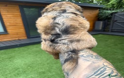 Mixed Breed dogs for sale: Gorgeous Daxipoo miniature dachshund cross poodle  - Image 4