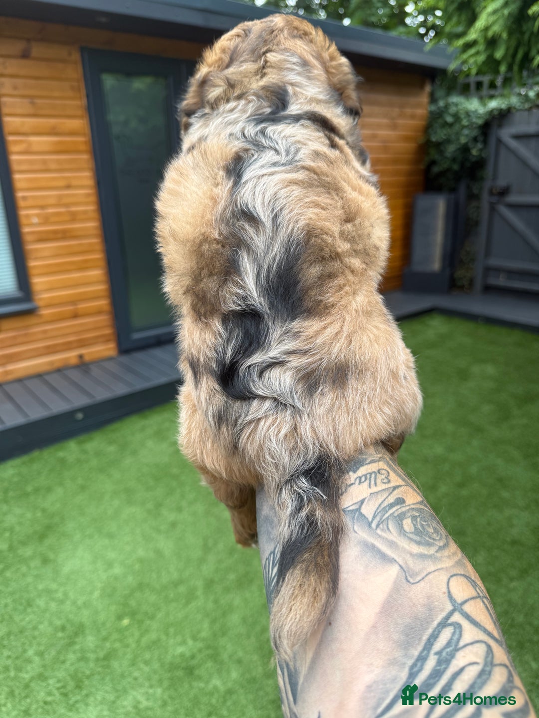 Mixed Breed dogs for sale: Gorgeous Daxipoo miniature dachshund cross poodle  - Image 4