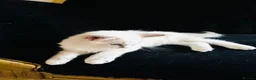 Ragdoll cats for sale: GCCF Ragdolls  - Advert 4