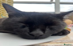 Mixed Breed cats for sale: Black Tom Cat  - Image 4