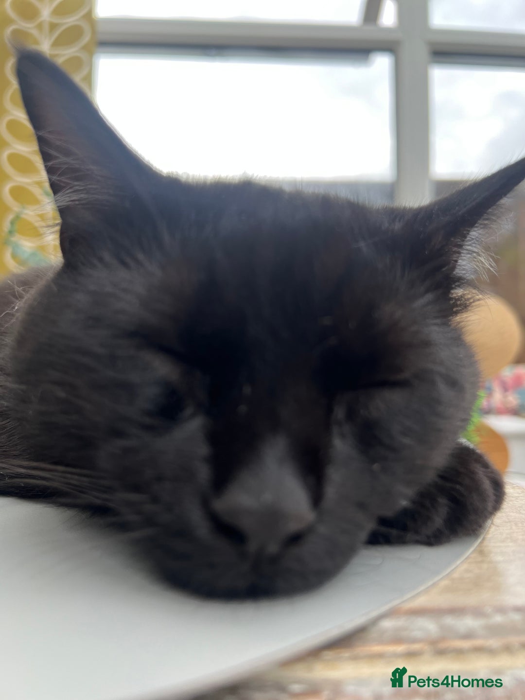 Mixed Breed cats for sale: Black Tom Cat  - Image 4