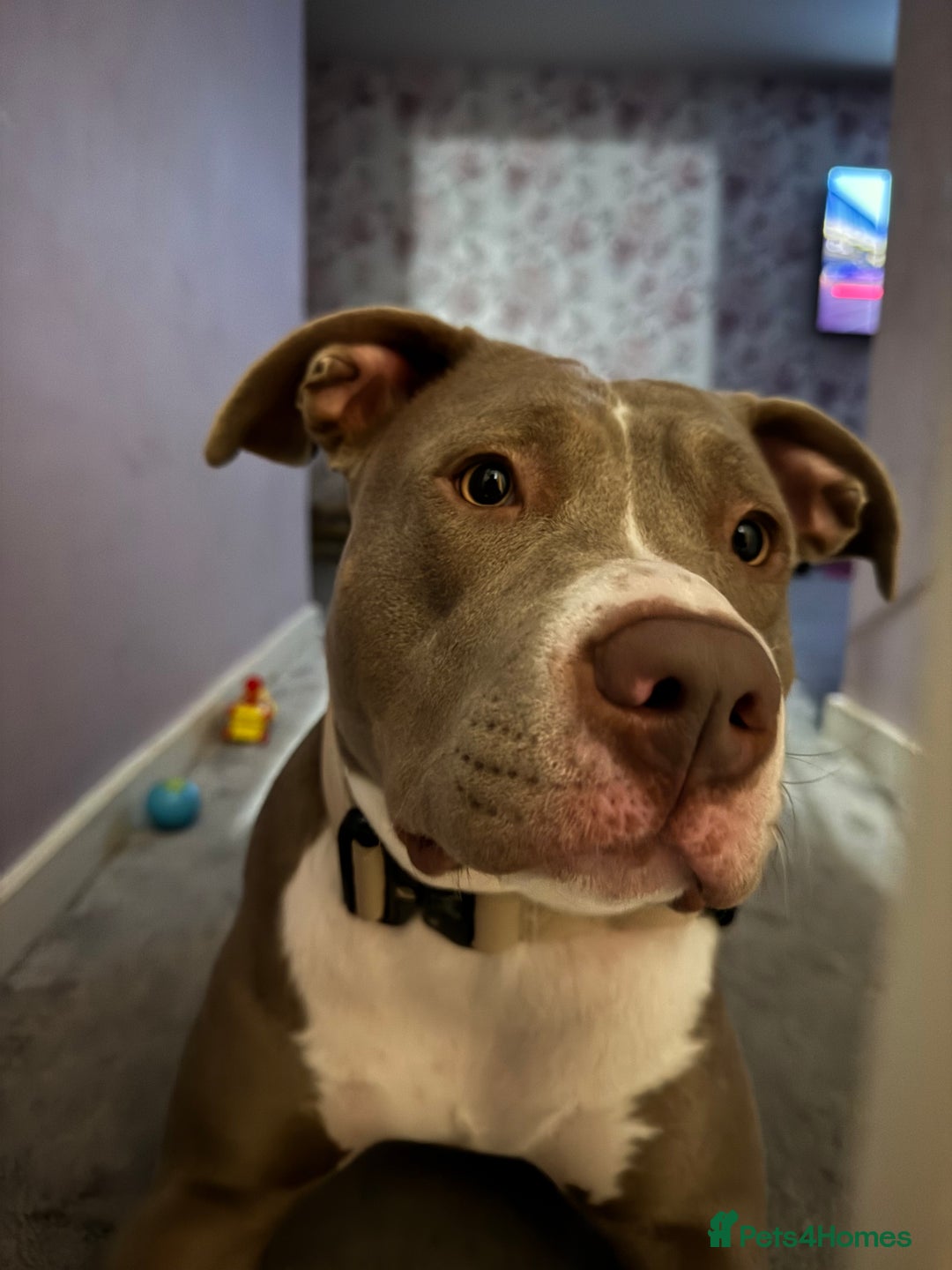 Mixed Breed dogs for sale: 1 year old female Staff  ** tiff  - Image 3