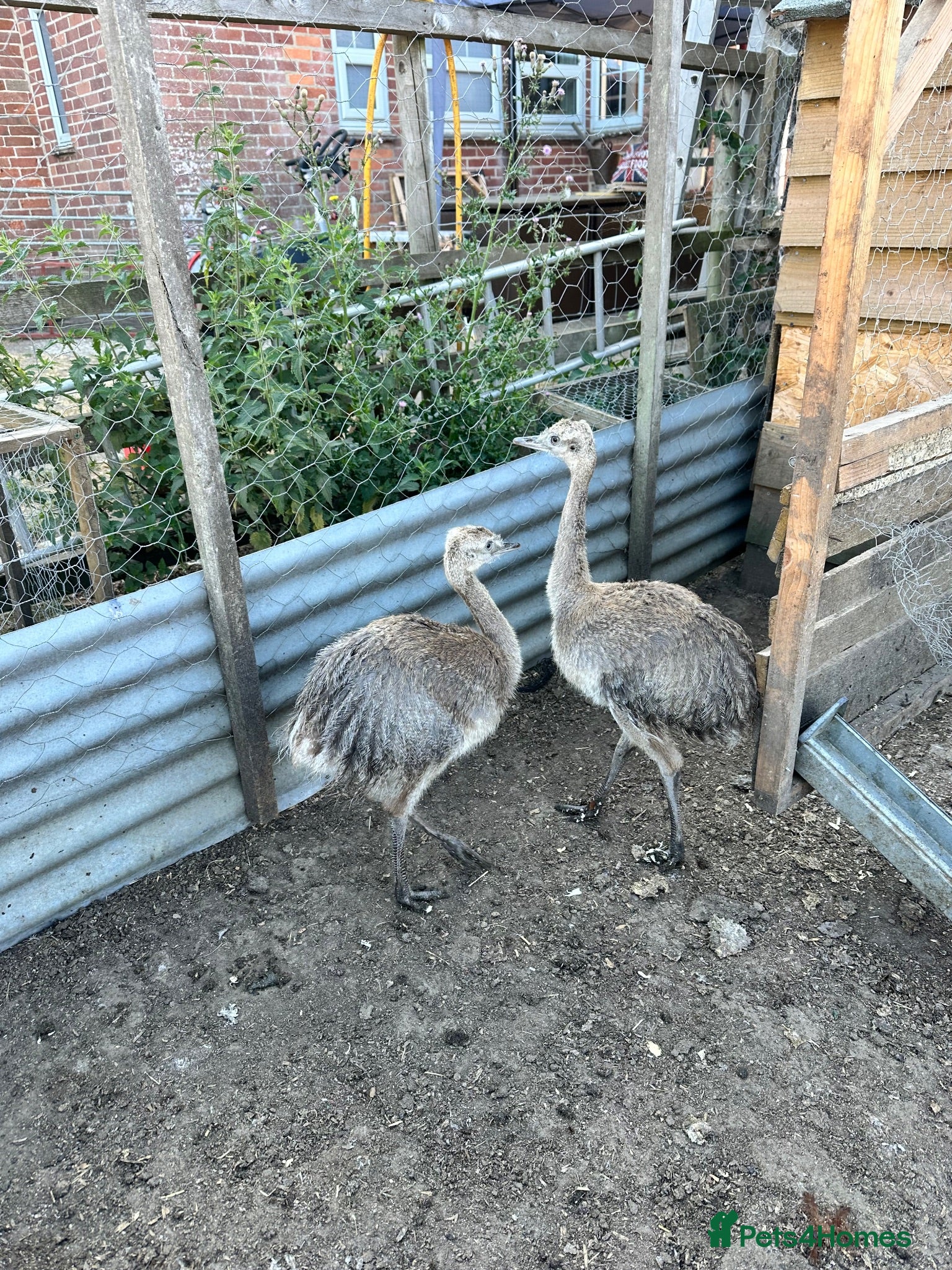Emus poultry Rhea chicks  - Advert 8