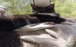 Maine Coon cats for sale: Maine-Coon kittens  - Image 24