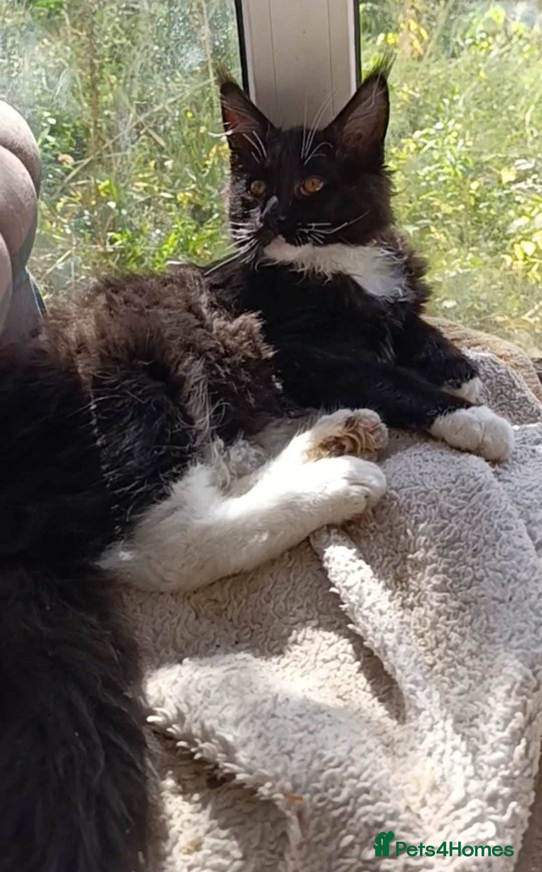 Maine Coon cats for sale: Maine-Coon kittens  - Image 24