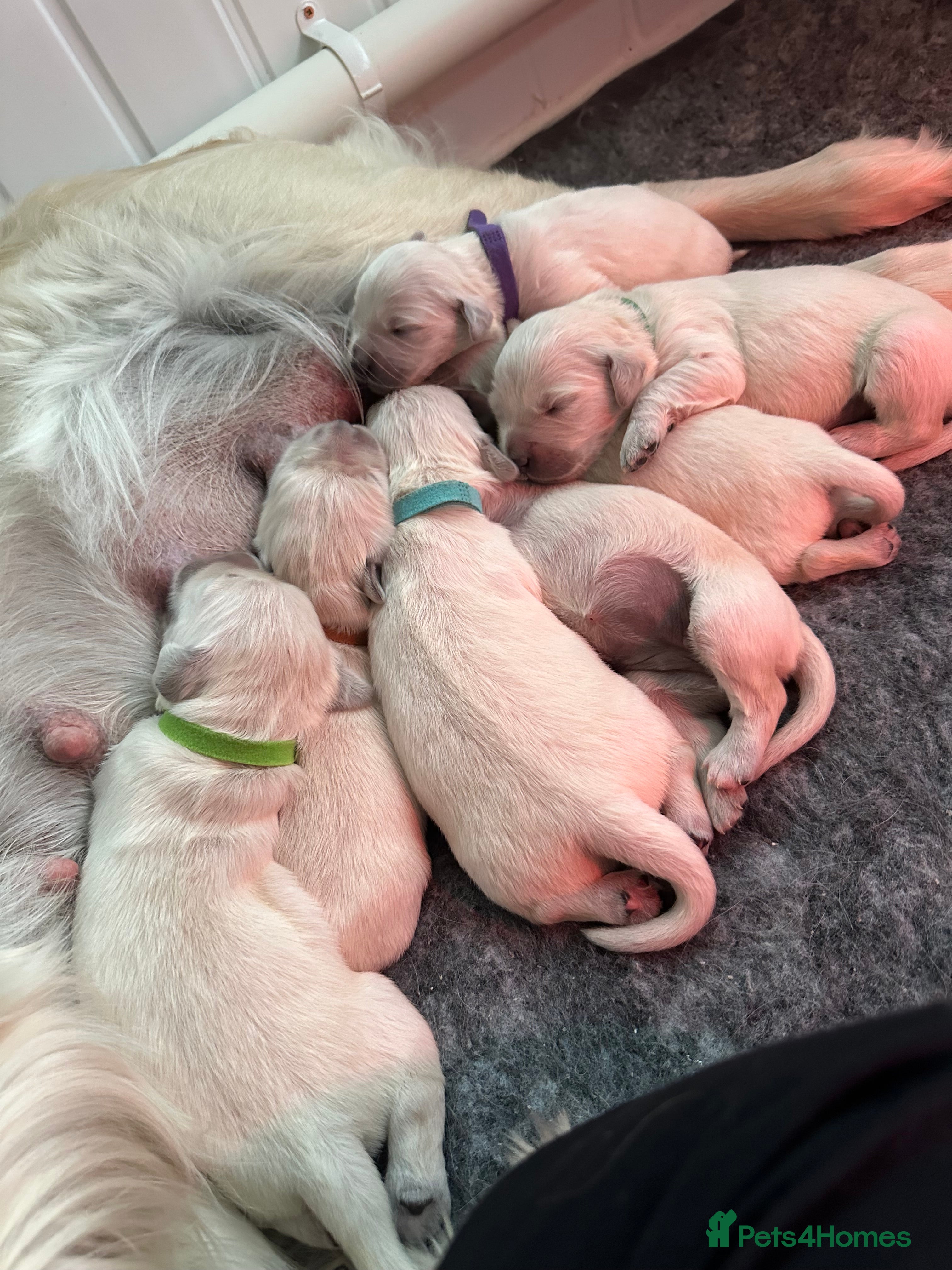 Golden Retriever dogs Beautiful kc reg cream golden retriever puppies - Advert 3