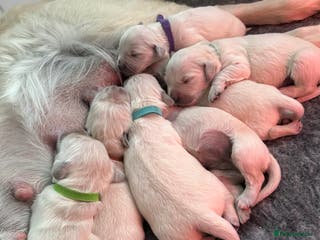 Golden Retriever dogs Beautiful kc reg cream golden retriever puppies - Advert 1