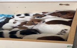 Jack Russell dogs for sale: ONLY 4 BEAUTIFUL BOYS LEFT- SMALL JACK RUSSELS - Advert 1