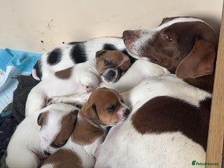 Jack Russell dogs for sale: ONLY 4 BEAUTIFUL BOYS LEFT- SMALL JACK RUSSELS - Advert 2