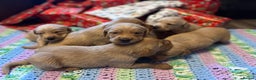 Labrador Retriever dogs for sale: Fox Red Labrador Puppies - Advert 10