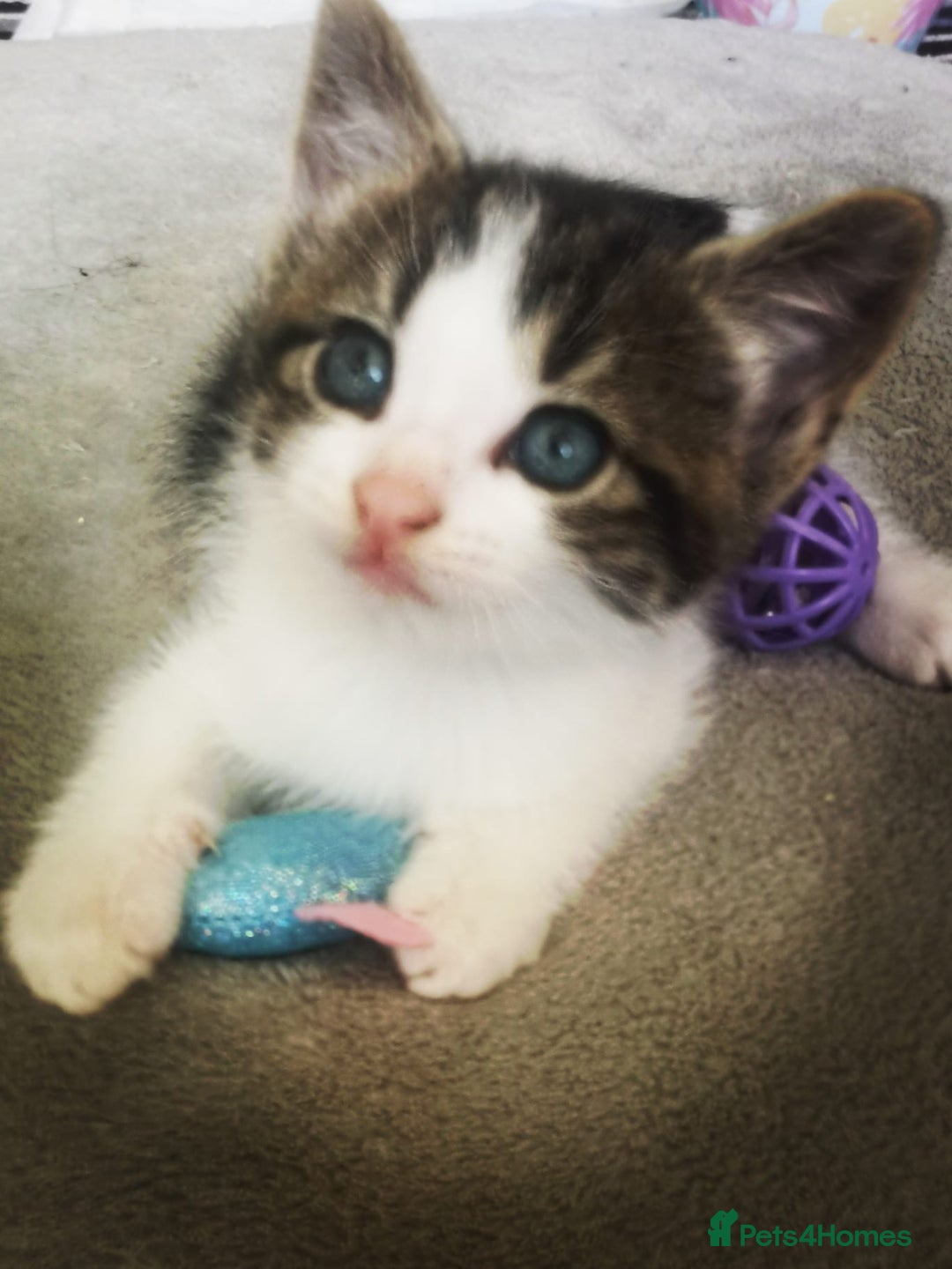 Mixed Breed cats for sale: 3 beautiful kittens available - Image 27