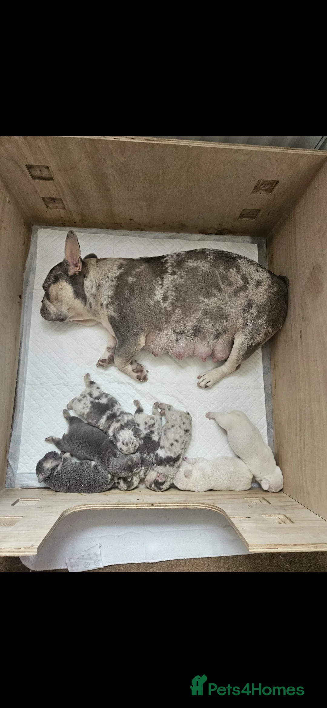 French Bulldog dogs for sale: Beautiful New Shade Isabella French Bulldog Puppy  - Advert 2