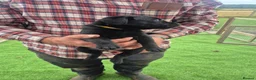 Labrador Retriever dogs for sale: Beautiful litter of labrador pups in Stockton-on-Tees - Advert 5
