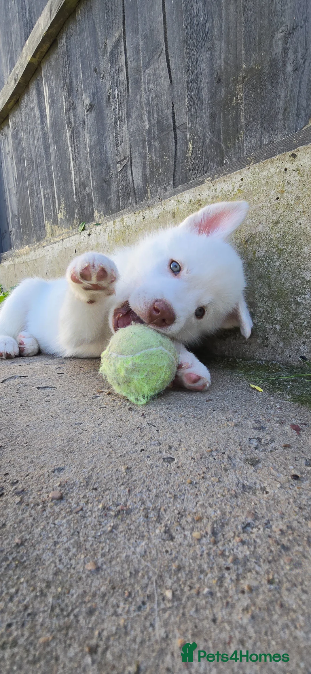 Siberian Husky dogs for sale: Litter of 7 white beautiful pups in Nottingham - Advert 4