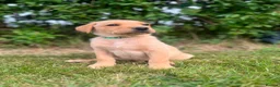 Labrador Retriever dogs for sale: READY TO GONOW 8beautiful labrador kchealthcheaked - Advert 11