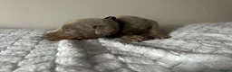 Dobermann dogs for sale: ISABELLA & TAN KC REGISTERED DOBERMAN PUPPIES - Advert 6