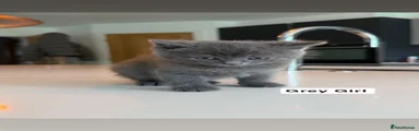 Grey Girl 